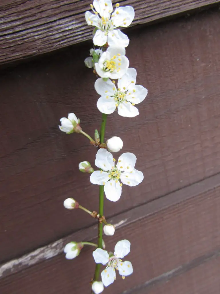 Plum blossom