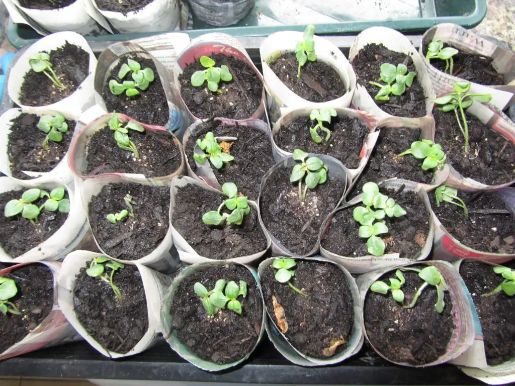 Newspaper pots with seedlings in them