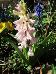 Pale pink hyacinth