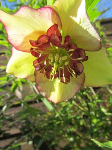 Yellow hellebore in sun