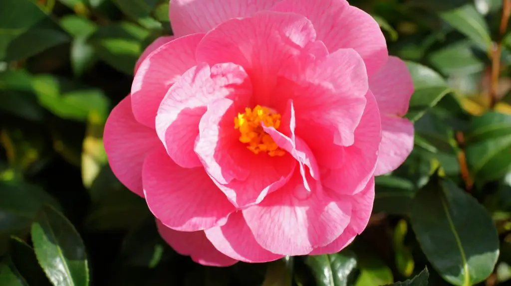 camellia flower