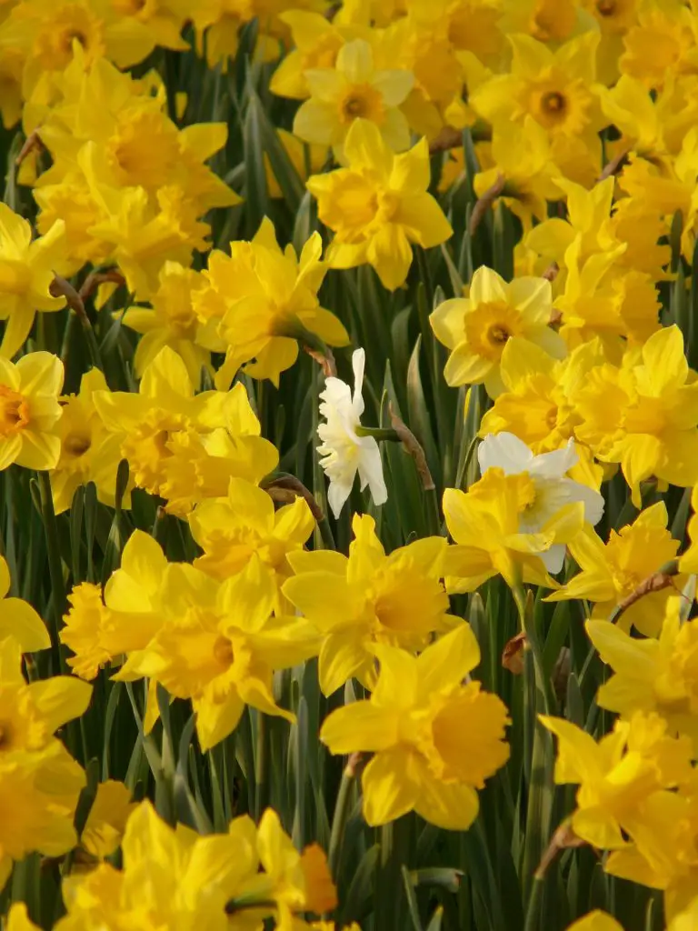 daffodils