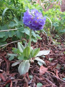 Primula denticulata