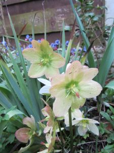 Hellebores