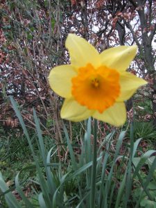 Daffodil