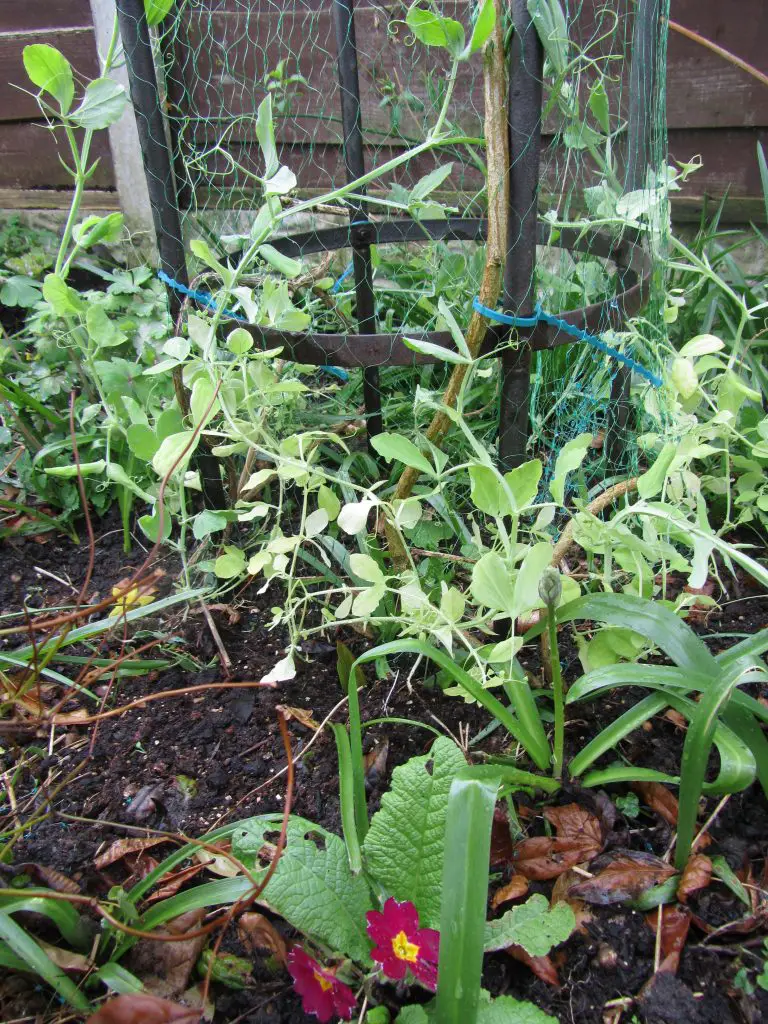 Sweet peas - just planted