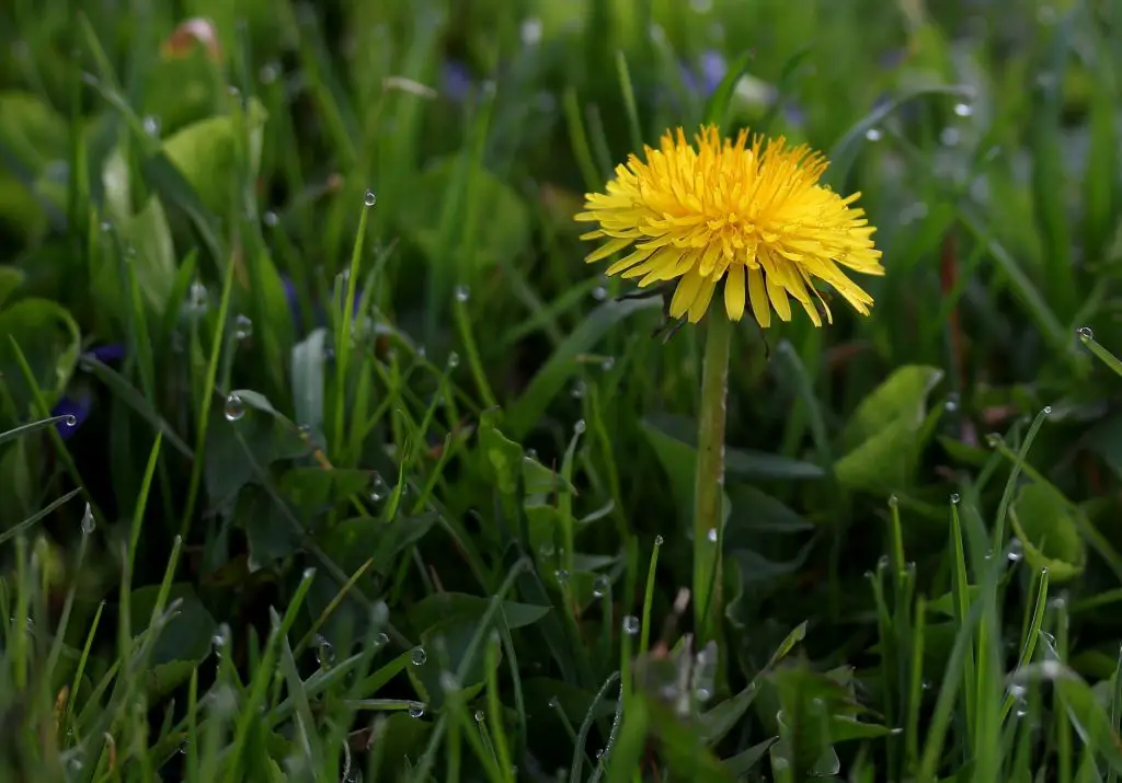 Dandelion