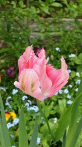 Pink Tulip