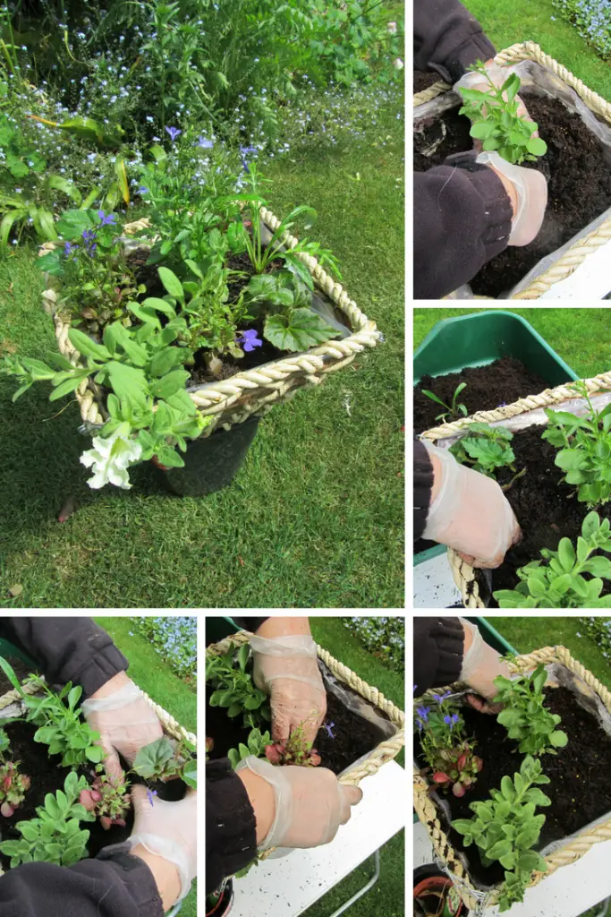 Hanging baskets - planting