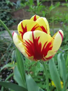 Red and Yellow Tulip in May