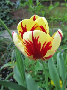 Red and Yellow Tulip in May