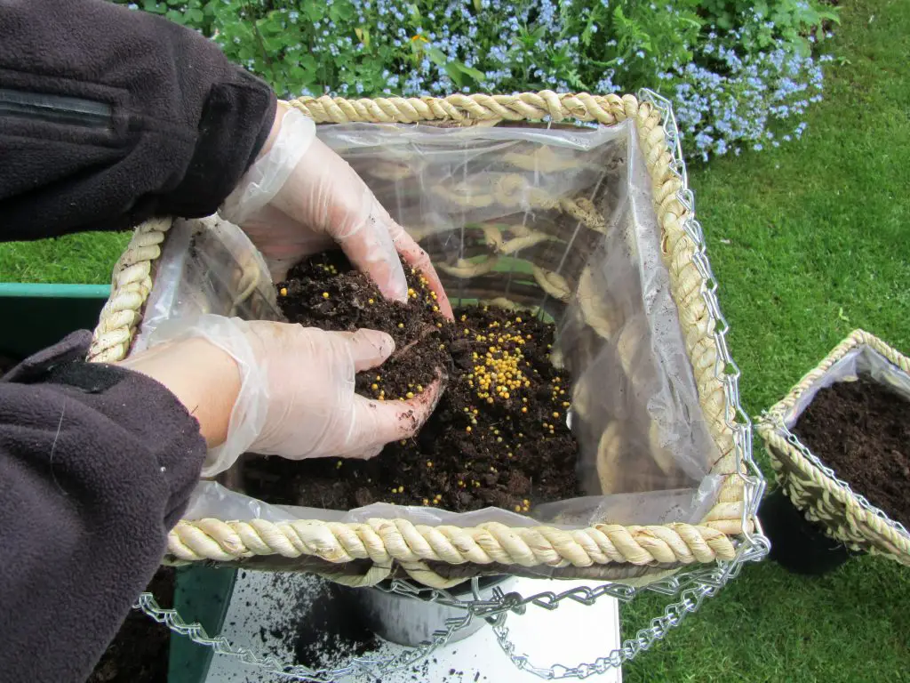 Adding plant food to hanging basket