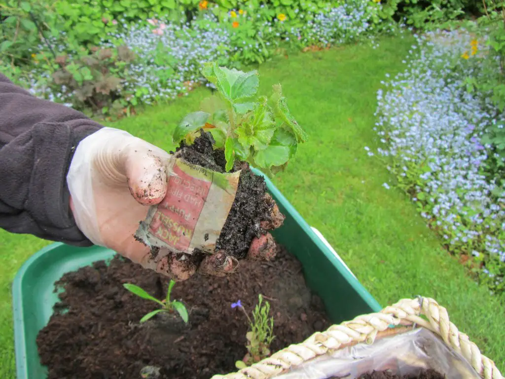 Planting hanging basket