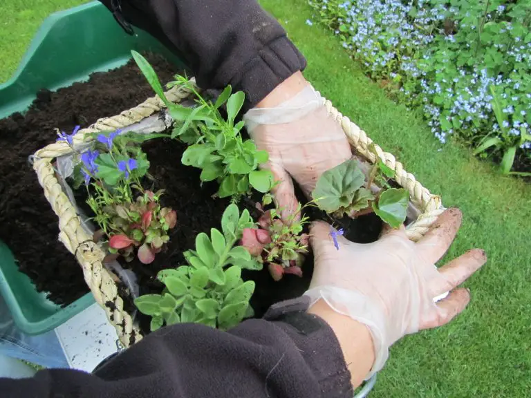 Planting up hanging baskets and pots for summer