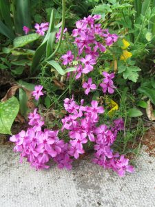 Pink flowers