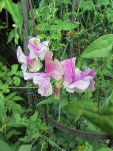 Sweet peas