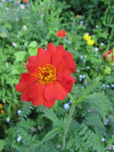 Red Flower