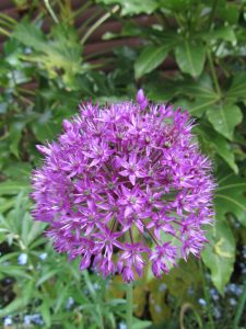 Allium