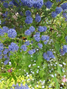 Ceanothus