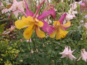 Aquilegia