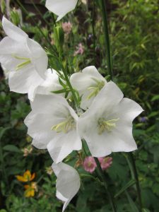 White Flowers