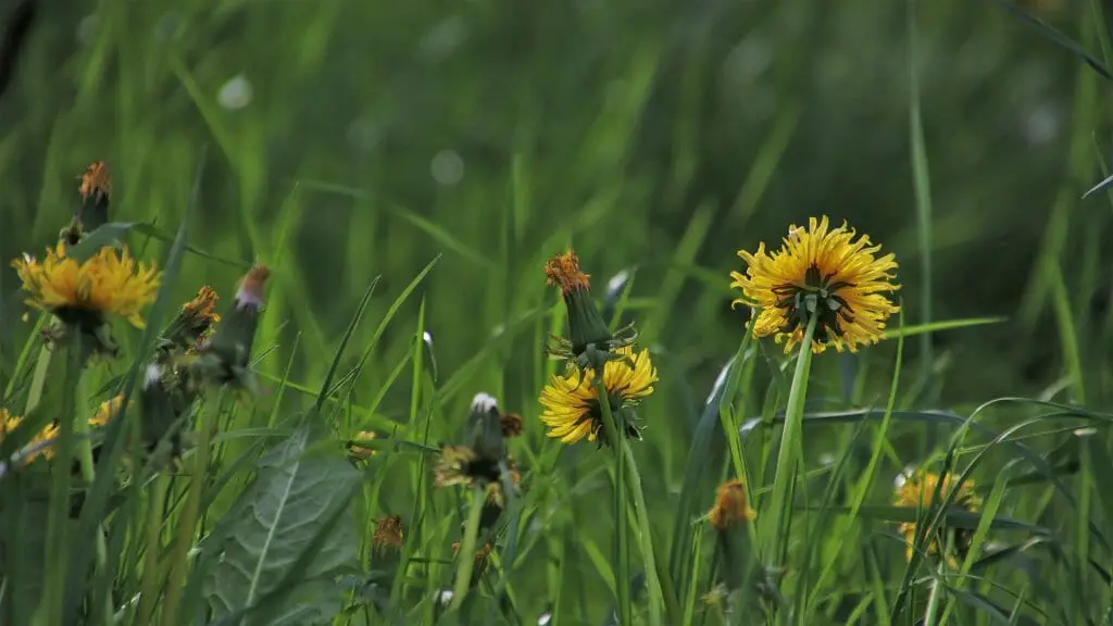 dandelions in grass