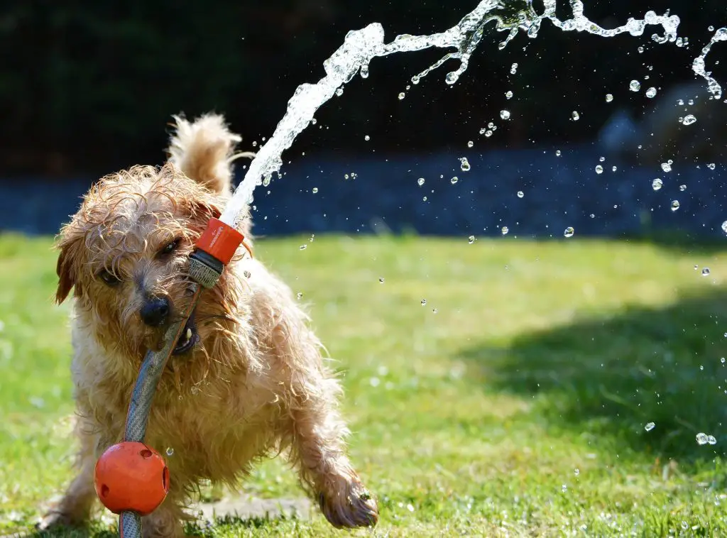 Dog with hosepipe in garden