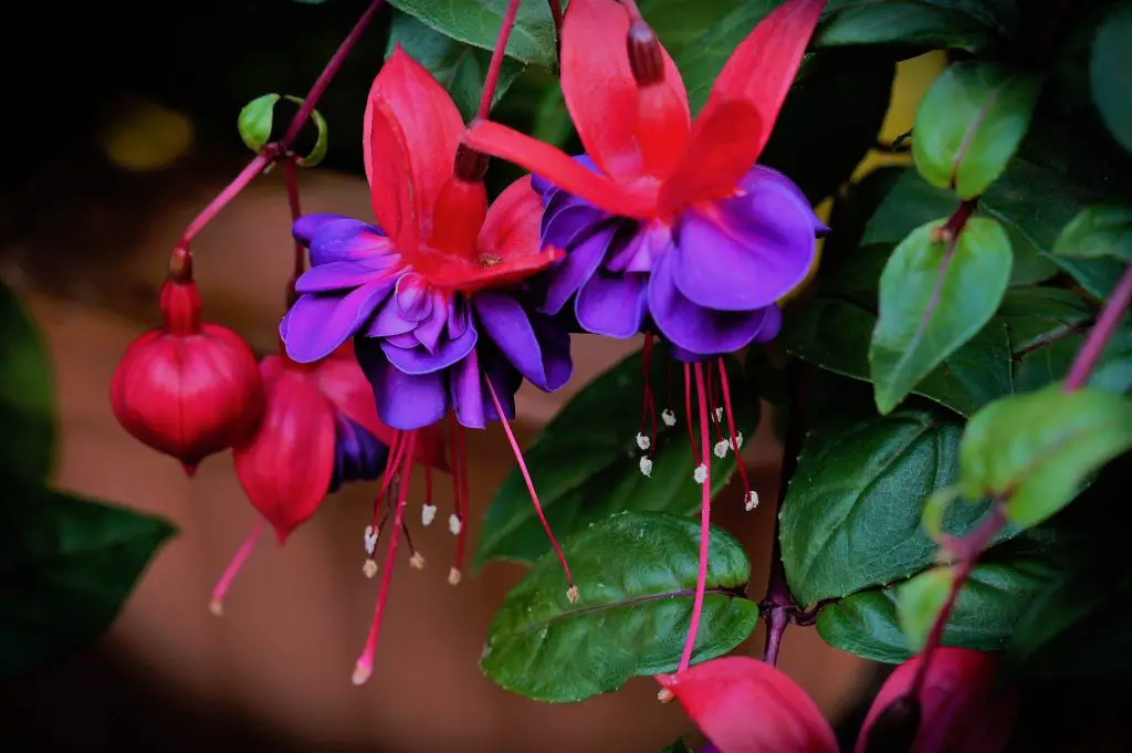 Fuschia