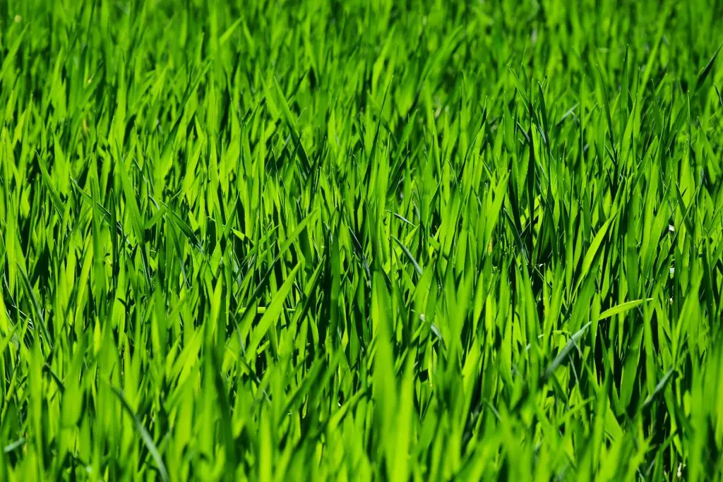 Green Grass