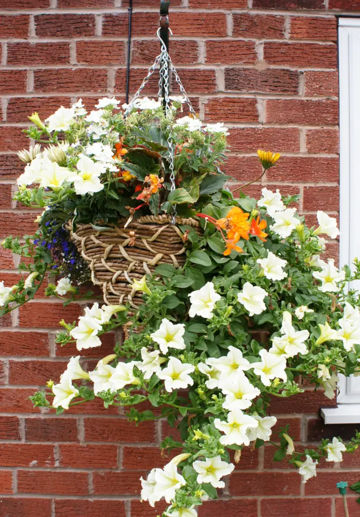 Summer Hanging Basket