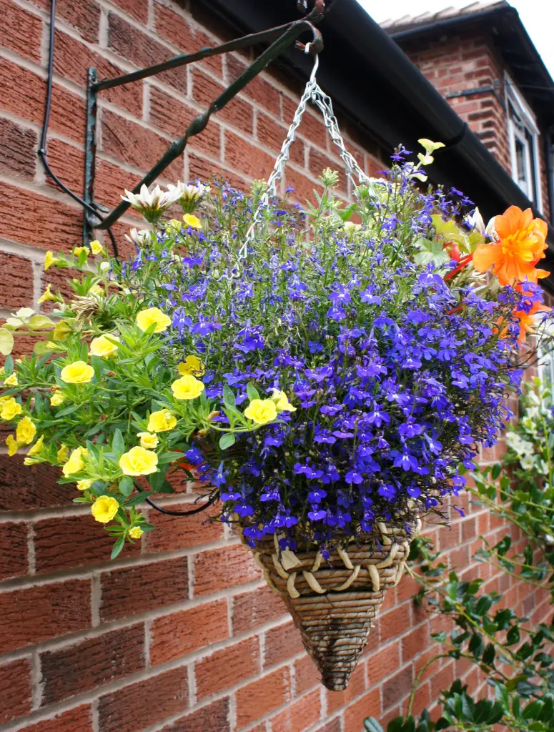 Summer Hanging Basket