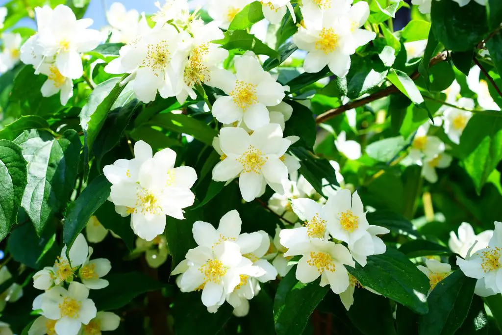 Philadelphus - mock orange