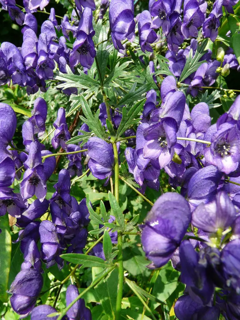 Monkshood