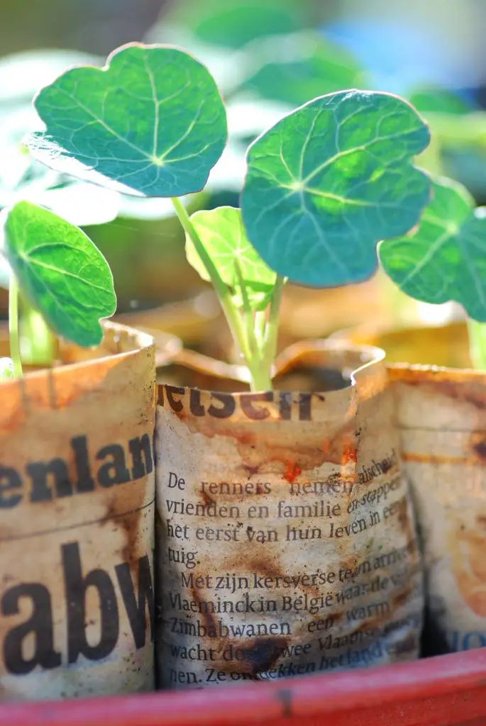 Nasturtium Seedlings