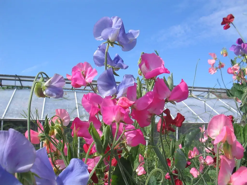 Sweet peas