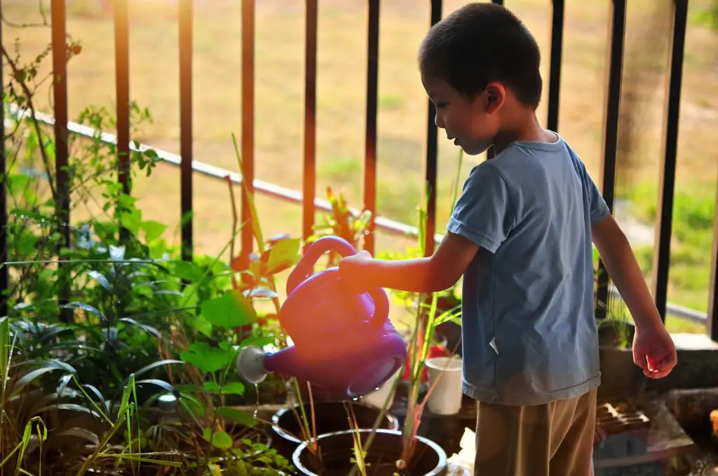 Boy watering plants