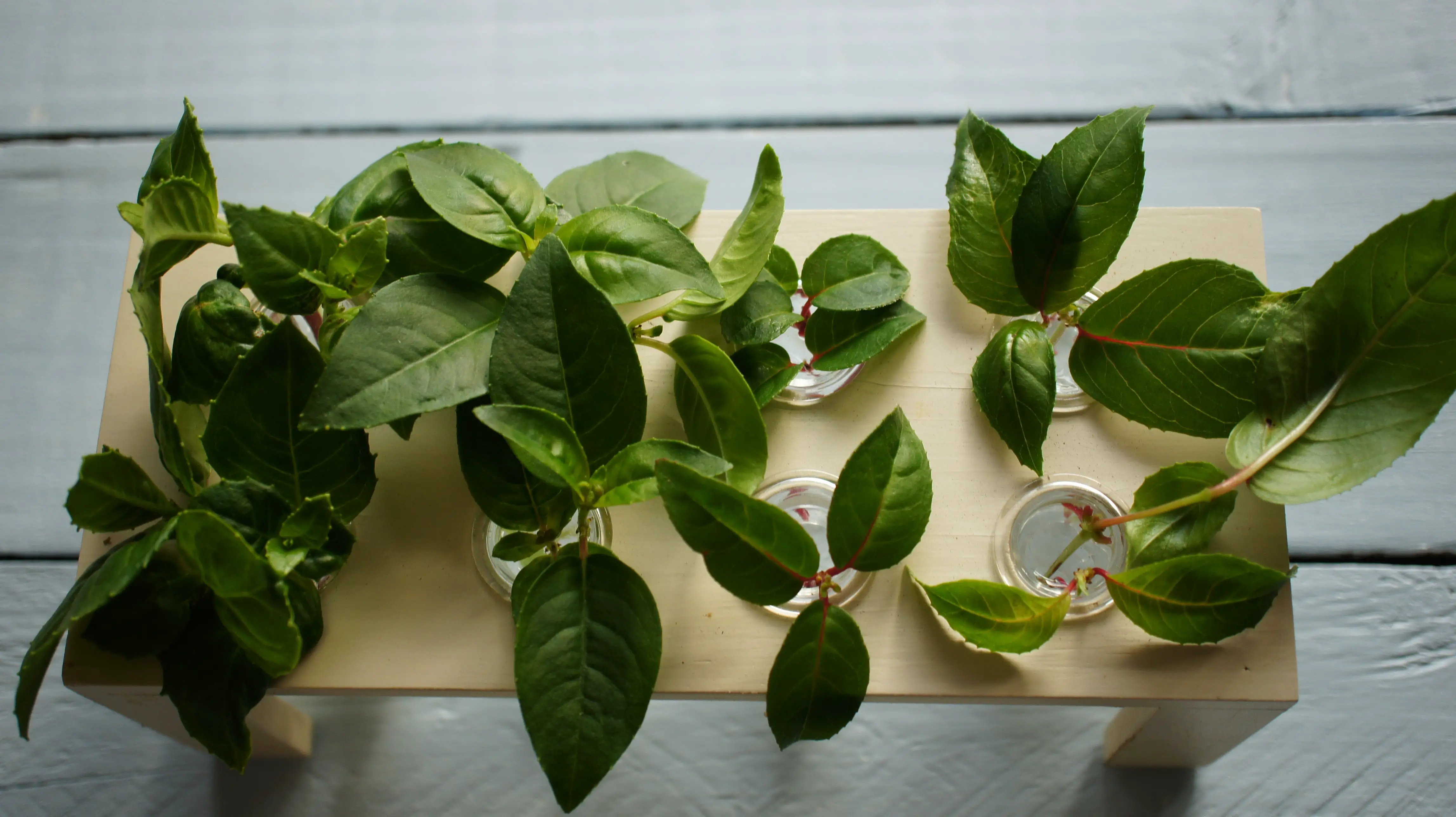 Fuschia cuttings in container 