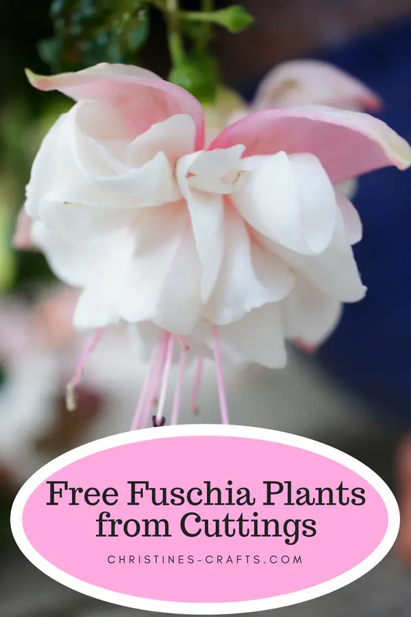 Free Fuschia Plants