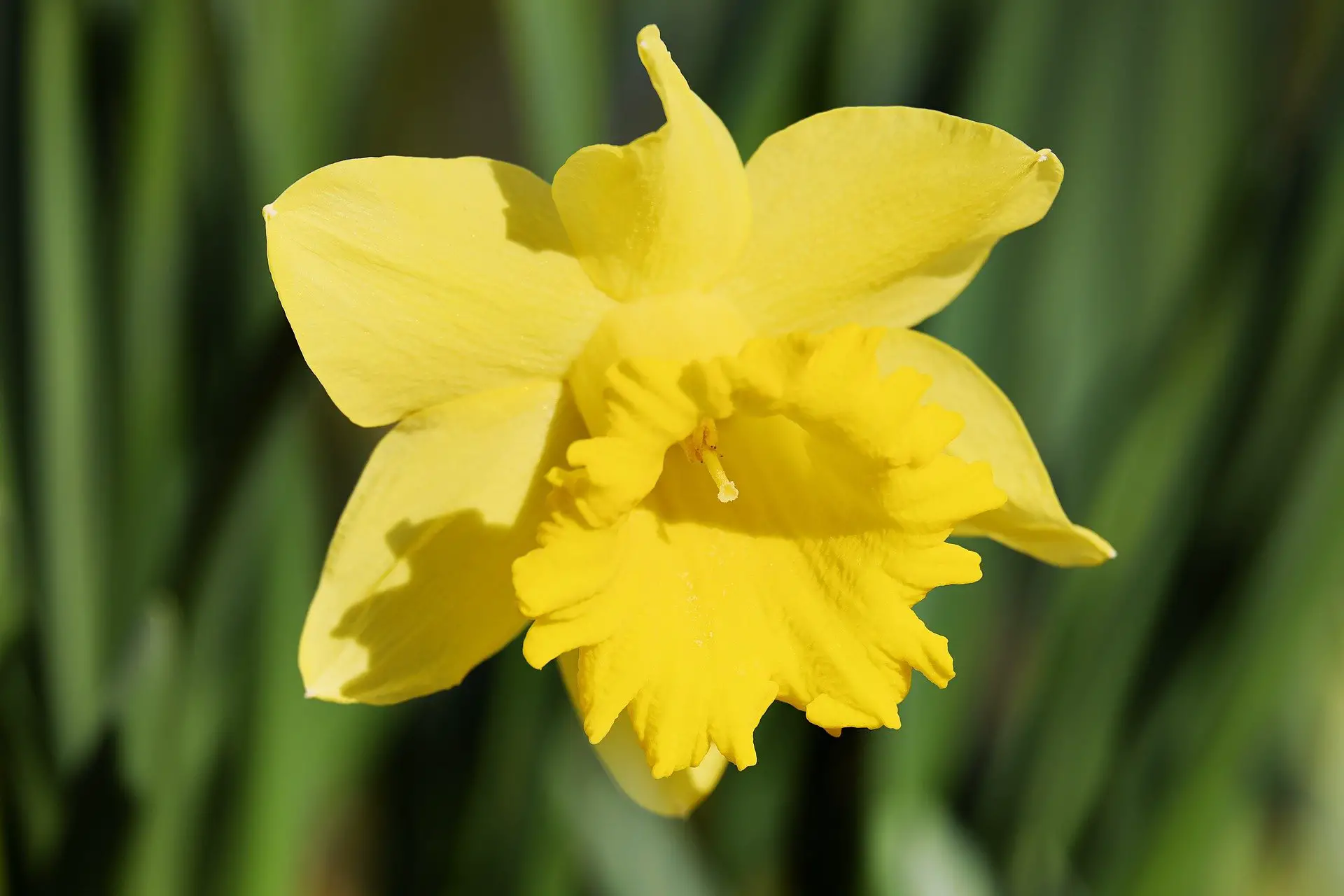 Daffodil - September Gardening