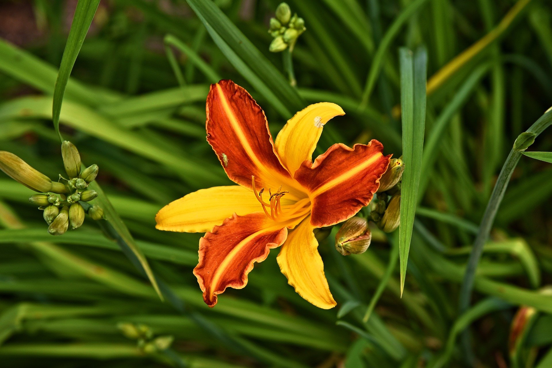 day lily