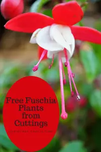 Free Fuschia plants from cuttings