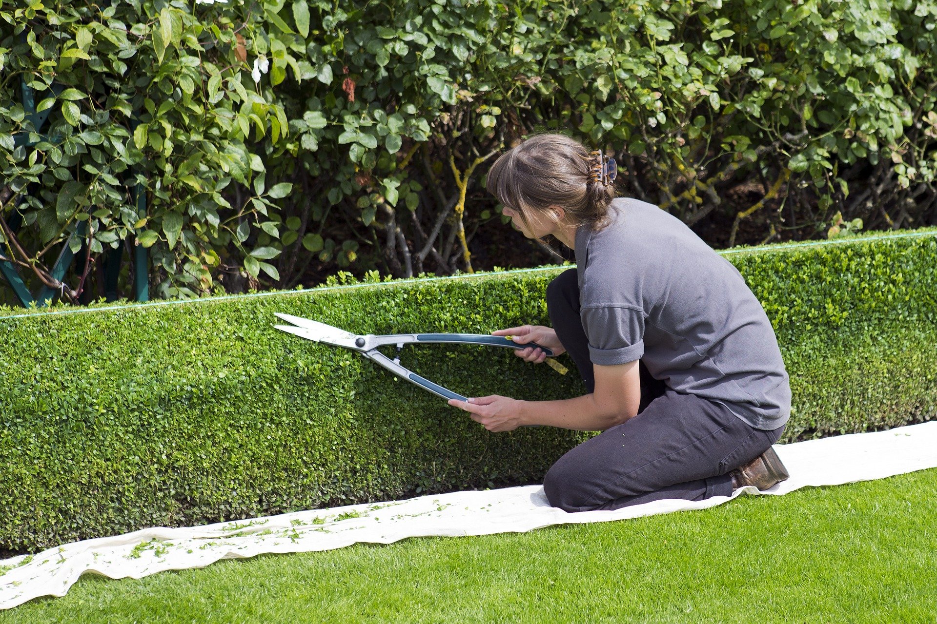 Hedge Cutting - September Gardening