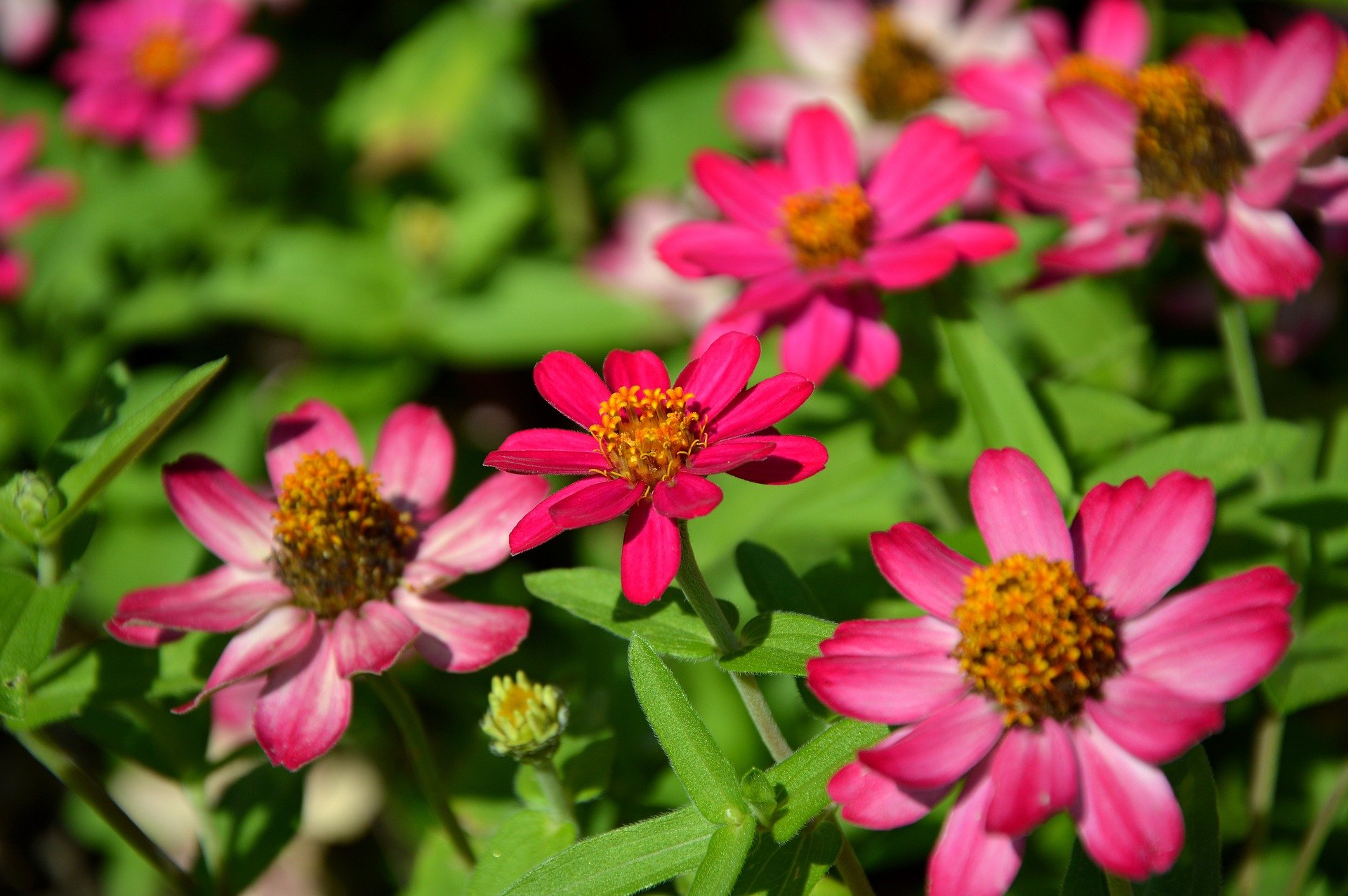 Zinnias - September Gardening