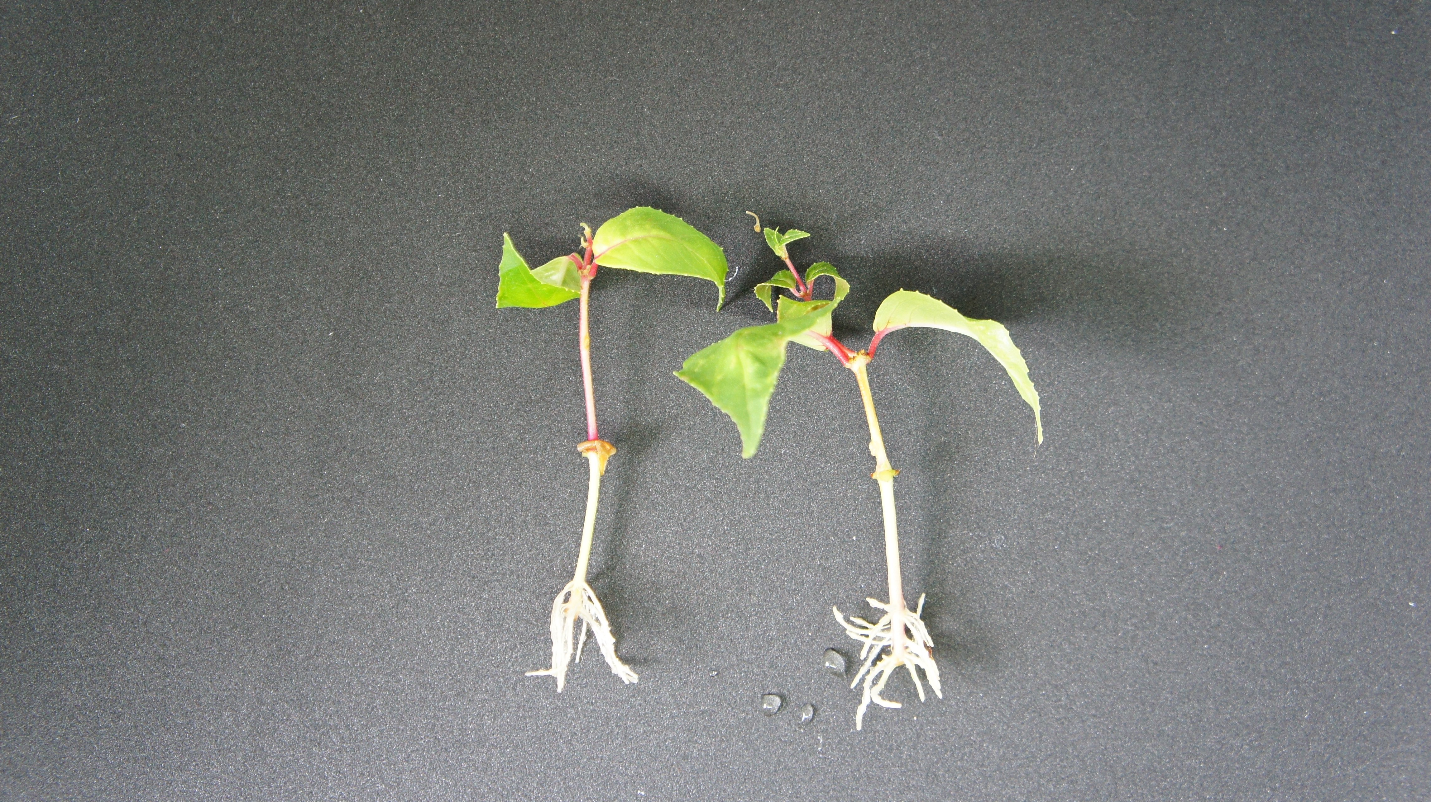 Fuschia cuttings with roots