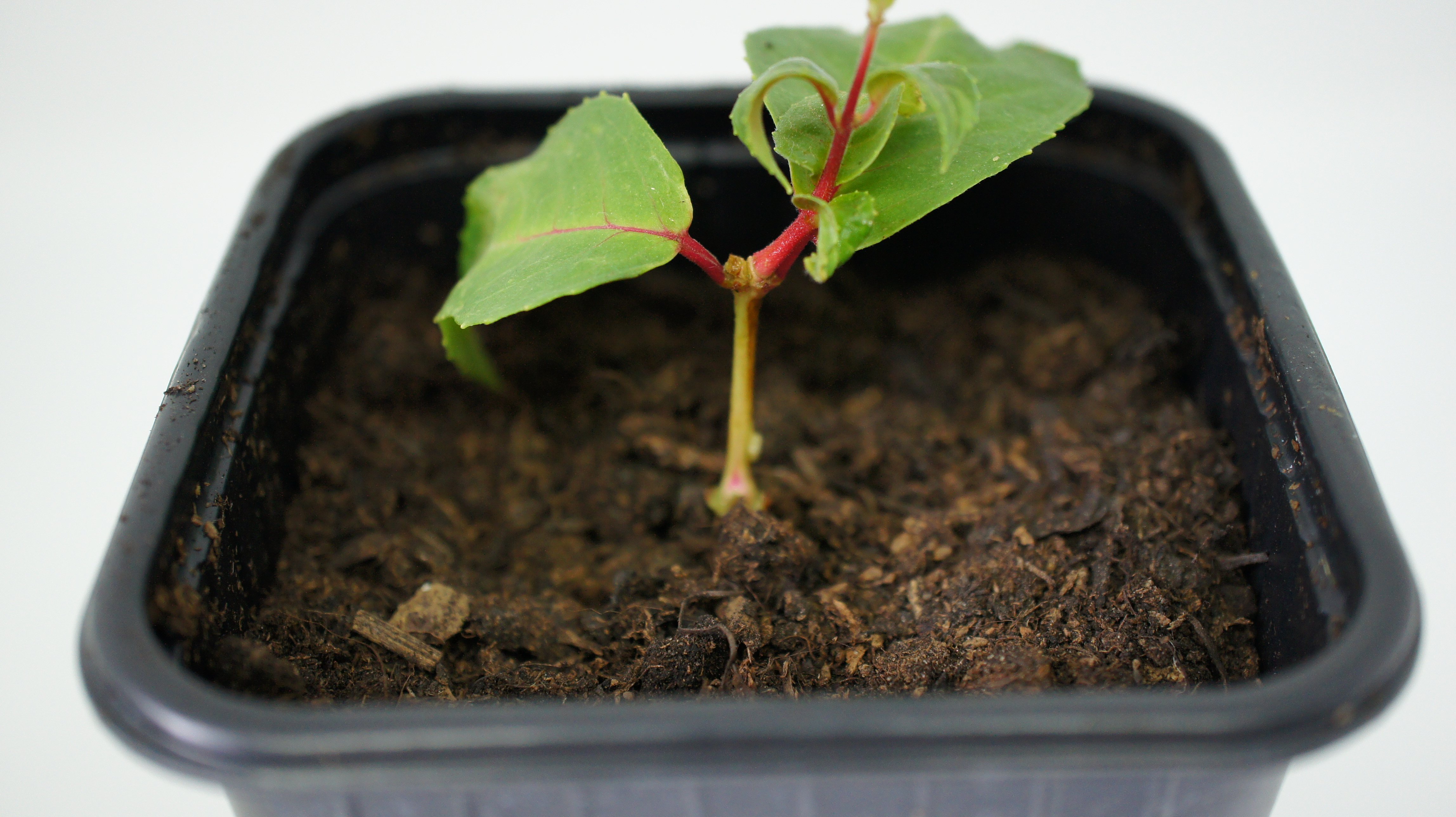 Planted fuschia cutting