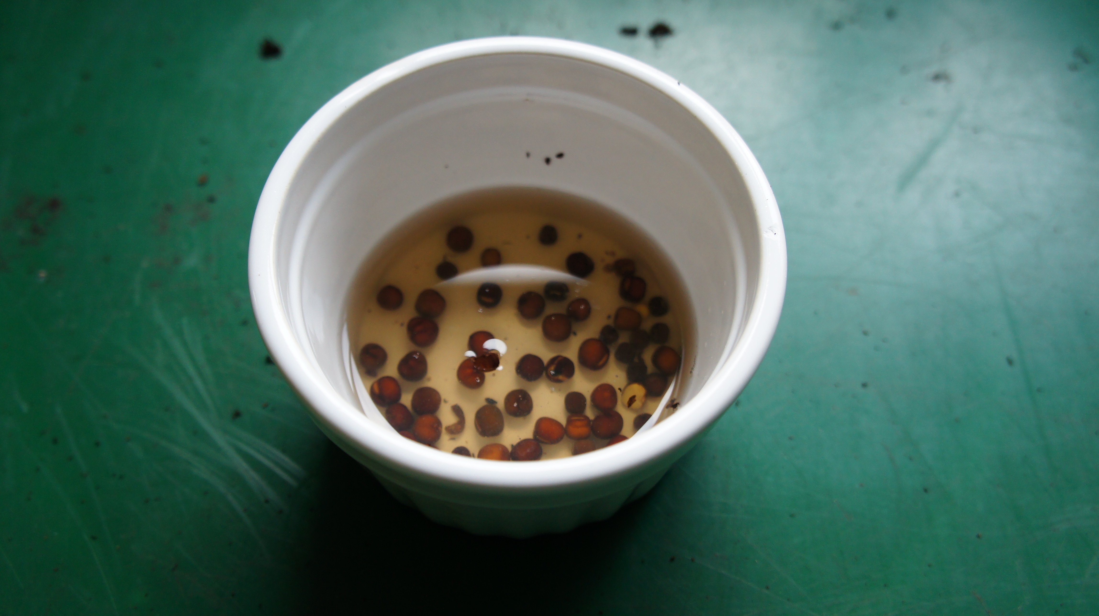 Sweet peas seeds soaking