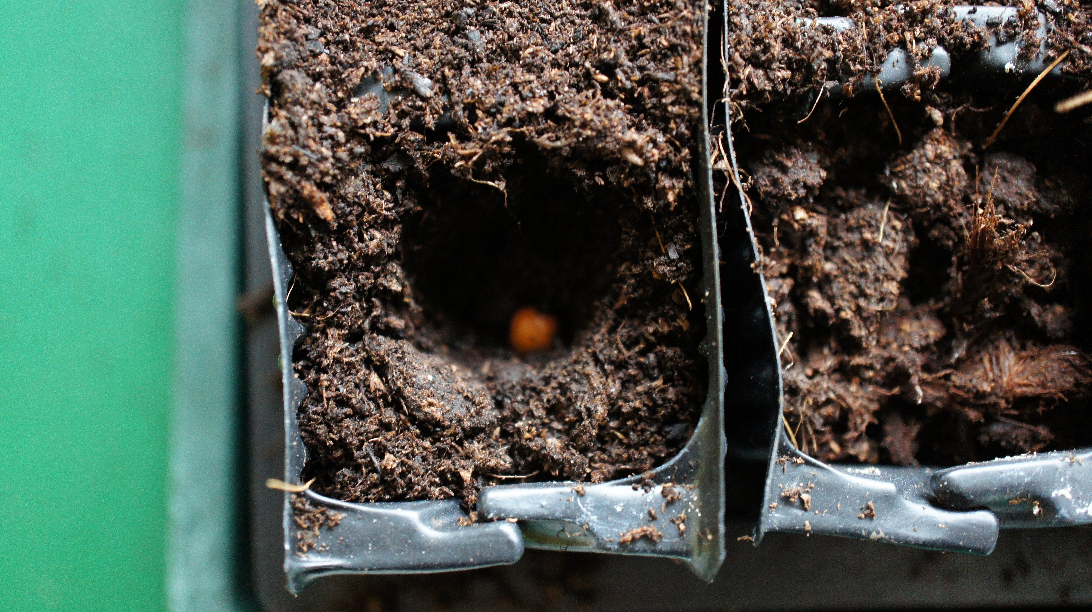 seed in planting hole