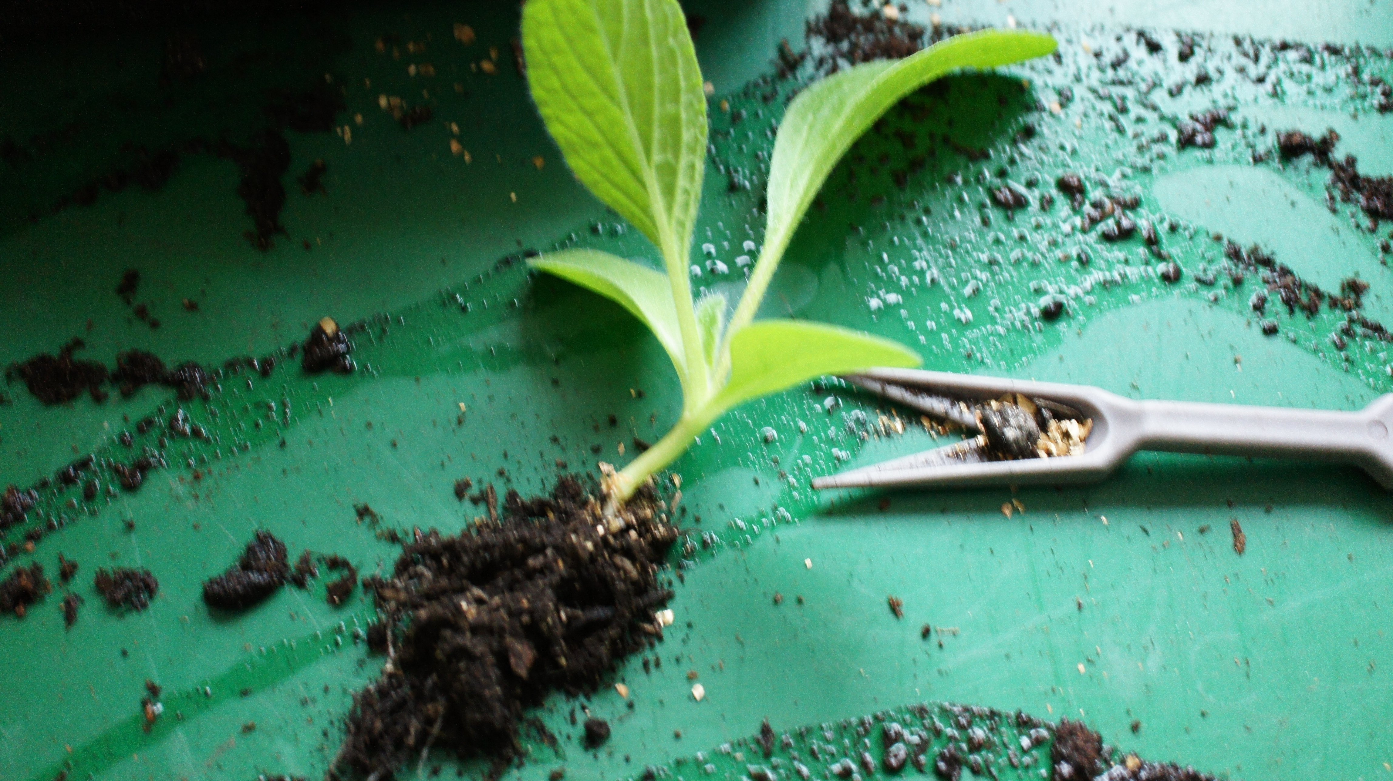 Borage seedling