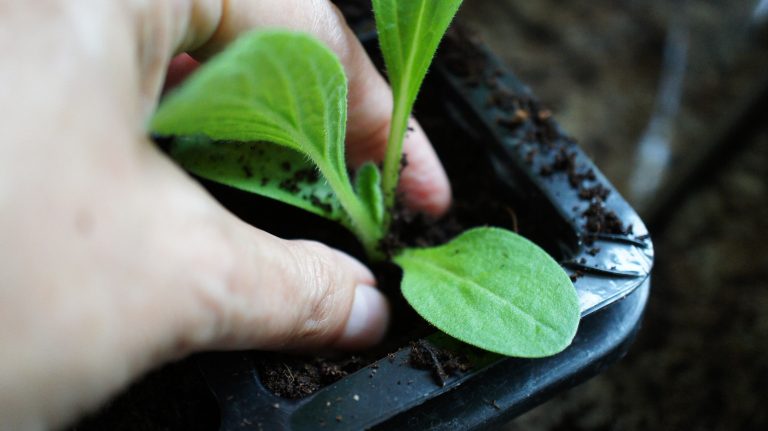 Seedlings – how to transplant
