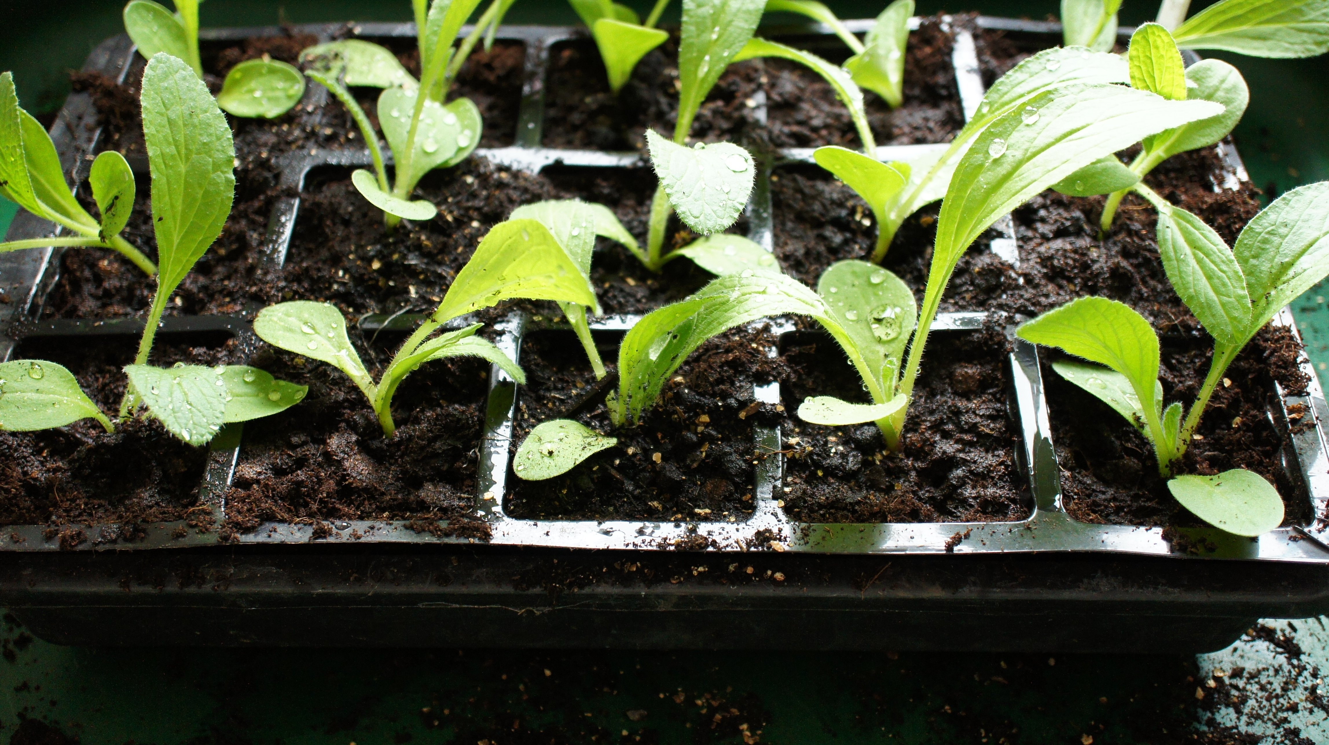 Re-potted seedlings